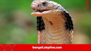 Snakebite Research: মরার পরেও মারণ-বিষ ঢালে সাপ! ভেন্টিলেশনে কৃষক, কী উঠে এল অসমের গবেষকদের গবেষণায়