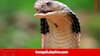 Snakebite Research: মরার পরেও মারণ-বিষ ঢালে সাপ! ভেন্টিলেশনে কৃষক, কী উঠে এল অসমের গবেষকদের গবেষণায়
