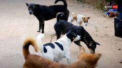 दिल्ली-NCR से आवारा कुत्तों को हटाने को लेकर दाखिल हुई एक और याचिका, सुप्रीम कोर्ट ने क्यों सुनवाई से कर दिया इनकार, जानें