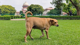 ‘Too Harsh’: Supreme Court Revisits Order Prohibiting Release Of Stray Dogs