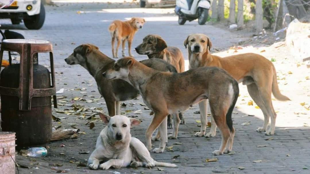 SC To Hear Stray Dogs Case Tomorrow; Chief Secretaries Of States To Appear In Court