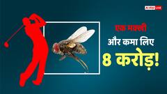 Video: एक मक्खी और गोल्फर ने कमा लिए 8 करोड़, लेकिन कैसे? देखें चमत्कारी वीडियो
