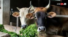 गोशाळा बनतील ग्रामीण उद्योगाचे केंद्र; पतंजली आणि उत्तर प्रदेश सरकारचे मोठे पाऊल, सर्वार्थाने होईल प्रगती