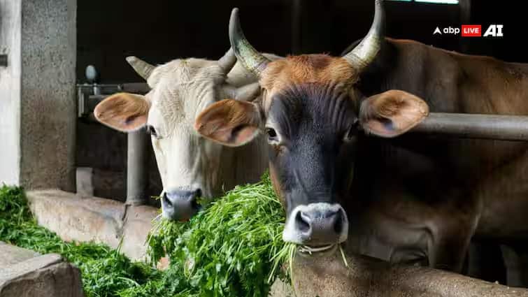 Patanjali News : গোশালা হবে গ্রামীণ শিল্প কেন্দ্র, যোগী সরকারের সঙ্গে হাত মেলাল পতঞ্জলি UP Govt Patanjali Join Hands To Transform Cow Shelters Into Rural Industry Hubs Patanjali News : গোশালা হবে গ্রামীণ শিল্প কেন্দ্র, যোগী সরকারের সঙ্গে হাত মেলাল পতঞ্জলি