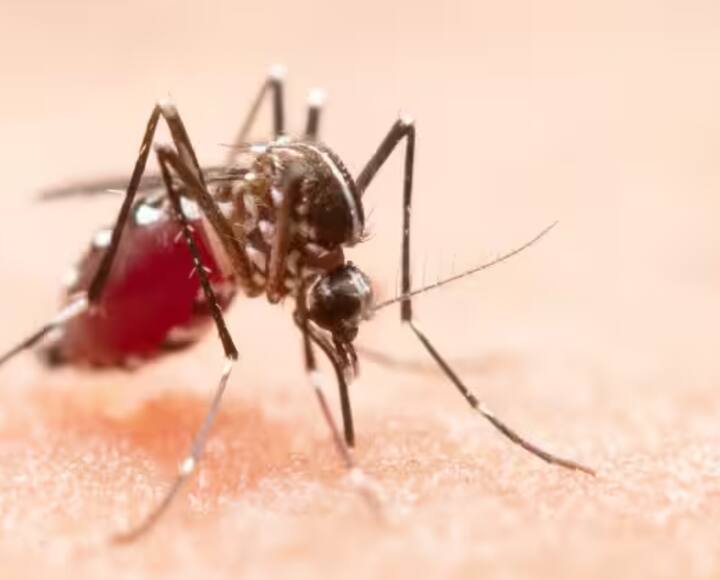 ਡੇਂਗੂ ਅਤੇ ਮਲੇਰੀਆ: ਬਰਸਾਤ ਦੇ ਮੌਸਮ ਅਤੇ ਮੌਸਮ ਵਿੱਚ ਬਦਲਾਅ ਦੌਰਾਨ ਡੇਂਗੂ ਅਤੇ ਮਲੇਰੀਆ ਵਰਗੀਆਂ ਮੱਛਰਾਂ ਤੋਂ ਹੋਣ ਵਾਲੀਆਂ ਬਿਮਾਰੀਆਂ ਦਾ ਖ਼ਤਰਾ ਵੱਧ ਜਾਂਦਾ ਹੈ। ਮੱਛਰਦਾਨੀ ਦੀ ਵਰਤੋਂ ਕਰੋ, ਆਲੇ-ਦੁਆਲੇ ਪਾਣੀ ਇਕੱਠਾ ਨਾ ਹੋਣ ਦਿਓ ਅਤੇ ਪੂਰੀਆਂ ਬਾਹਾਂ ਵਾਲੇ ਕੱਪੜੇ ਪਾਓ।