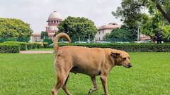 Sterilisation, Fines: SC Modifies Order On Stray Dogs, Issues Fresh Guidelines —5 Key Takeaways
