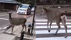 Video: इंसानों से समझदार तो ये हिरण निकला, ट्रैफिक रुका तो गया, सबक सिखाएगा ये वीडियो!