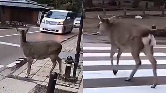Video: इंसानों से समझदार तो ये हिरण निकला, ट्रैफिक रुका तो गया, सबक सिखाएगा ये वीडियो!