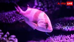 एकदम अनोखे दिखते हैं पर्पल रंग के ये 9 जानवर, जानें इन्हें कहां देख सकते हैं आप?