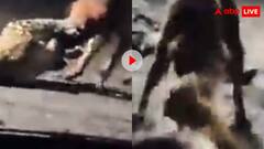 कुत्ते ने किया पैंथर पर हमला! गर्दन पकड़ी दांत गढ़ाए और दरिंदे को घसीटकर दी पटखनी- वीडियो वायरल