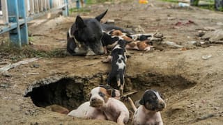 MCD Orders Stray Dogs To Be Rounded Up Ahead Of Supreme Court Hearing