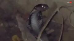 निराला एस्पायर सोसाइटी में 7 फीट लंबा कोबरा निकलने से हड़कंप, सपेरे ने पकड़कर जंगल में छोड़ा