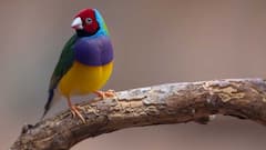 एकदम अनोखे दिखते हैं पर्पल रंग के ये 9 जानवर, जानें इन्हें कहां देख सकते हैं आप?