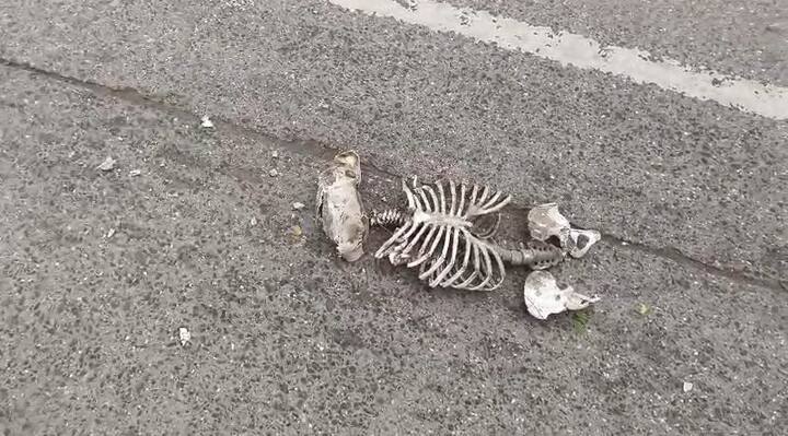 पुण्यात अगदी रहदारीच्या भागात, भर चौकात 