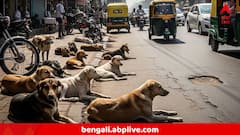 পথকুকুর সংক্রান্ত আগের রায়ে বড় বদল আনল সুপ্রিম কোর্ট ! দেওয়া হল নতুন নির্দেশ