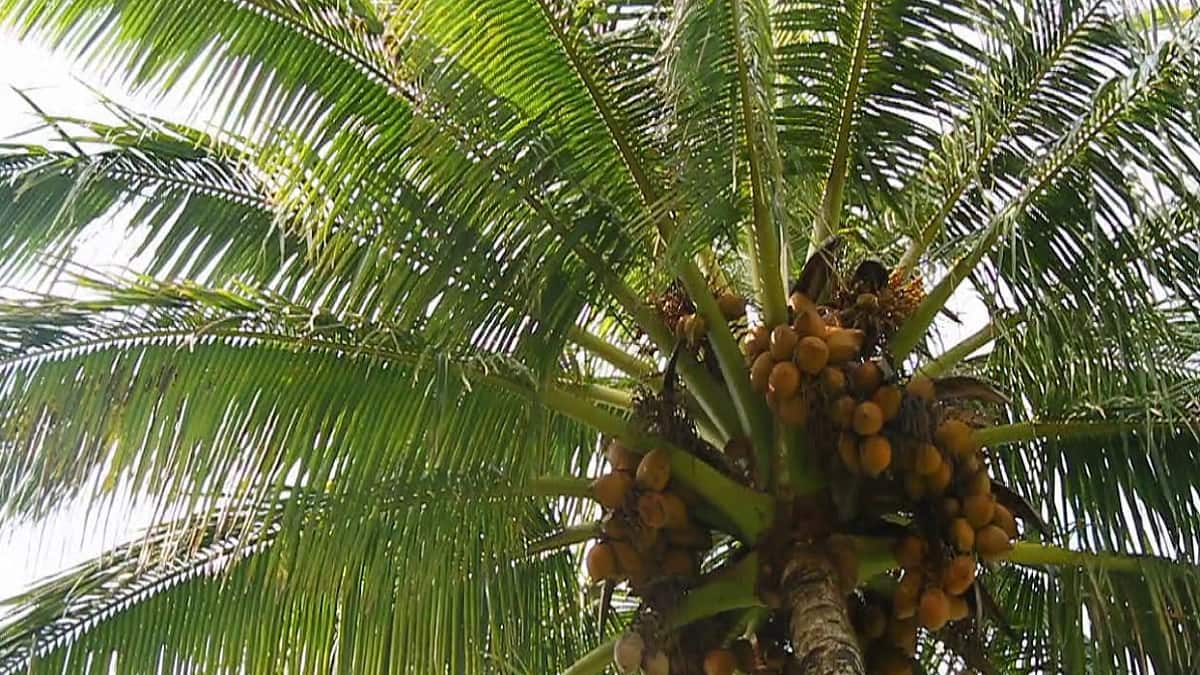 இதை பாலோ செய்யுங்க... விவசாயிகளுக்கு வேளாண் துறை அட்வைஸ் எதற்காக?