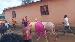 कुठे काळा पोळा, कुठे कर्जमाफीचा मुद्दा; बैलपोळ्याला सर्जा-राजावर झळकला 'चलो मुंबई'चा नारा