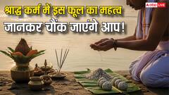 श्राद्ध में इस फूल का महत्व जानकर चौंक जाएंगे आप! पितृ दोष से मुक्ति का अचूक उपाय