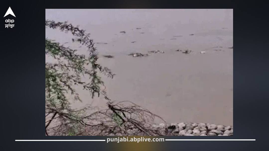 Punjab Weather Today: ਪੰਜਾਬ ‘ਚ ਅੱਜ ਮੀਂਹ ਦਾ ਯੈਲੋ ਅਲਰਟ; 7 ਜ਼ਿਲ੍ਹੇ ਹੜ੍ਹ ਦੀ ਚਪੇਟ ‘ਚ, ਪਹਾੜੀ ਬਾਰਿਸ਼ ਕਾਰਨ ਦਰਿਆ ਉਫਾਨ ‘ਤੇ Yellow Alert for Rain in Punjab Today; 7 Districts Flooded, Rivers Swell Due to Heavy Hill Rains Punjab Weather Today: ਪੰਜਾਬ ‘ਚ ਅੱਜ ਮੀਂਹ ਦਾ ਯੈਲੋ ਅਲਰਟ; 7 ਜ਼ਿਲ੍ਹੇ ਹੜ੍ਹ ਦੀ ਚਪੇਟ ‘ਚ, ਪਹਾੜੀ ਬਾਰਿਸ਼ ਕਾਰਨ ਦਰਿਆ ਉਫਾਨ ‘ਤੇ