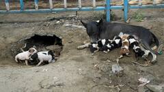 'Compassionate, Scientific': Rahul Gandhi Welcomes Supreme Court Decision On Stray Dogs