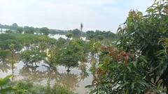 गाजीपुर में गंगा की बाढ़ से फसलों का भारी नुकसान, मुआवजे के लिए शुरू हुआ सर्वे