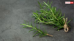 रोजमेरी की खेती से कम लागत में भी बड़ी कमाई संभव, घर पर गमले में उगाकर सेहत और फायदा दोनों पाएं