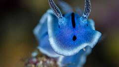 एकदम अनोखे दिखते हैं पर्पल रंग के ये 9 जानवर, जानें इन्हें कहां देख सकते हैं आप?