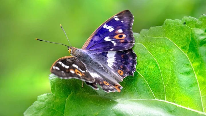 बैंगनी सम्राट तितली (Purple emperor butterfly), इस तितली के पर्पल पंख तब और भी चमकते हैं जब सूरज की रोशनी सीधे उन पर पड़ती है. इसे यूरोप और एशिया के ओक के पेड़ों वाले जंगलों में देखा जा सकता है. ये तितलियां पेड़ों की ऊंचाई पर रहना पसंद करती हैं, इसलिए इन्हें देख पाना थोड़ा मुश्किल होता है.