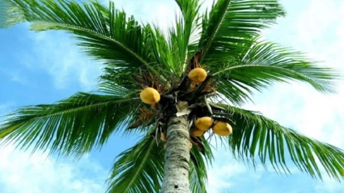 இதை பாலோ செய்யுங்க... விவசாயிகளுக்கு வேளாண் துறை அட்வைஸ் எதற்காக?