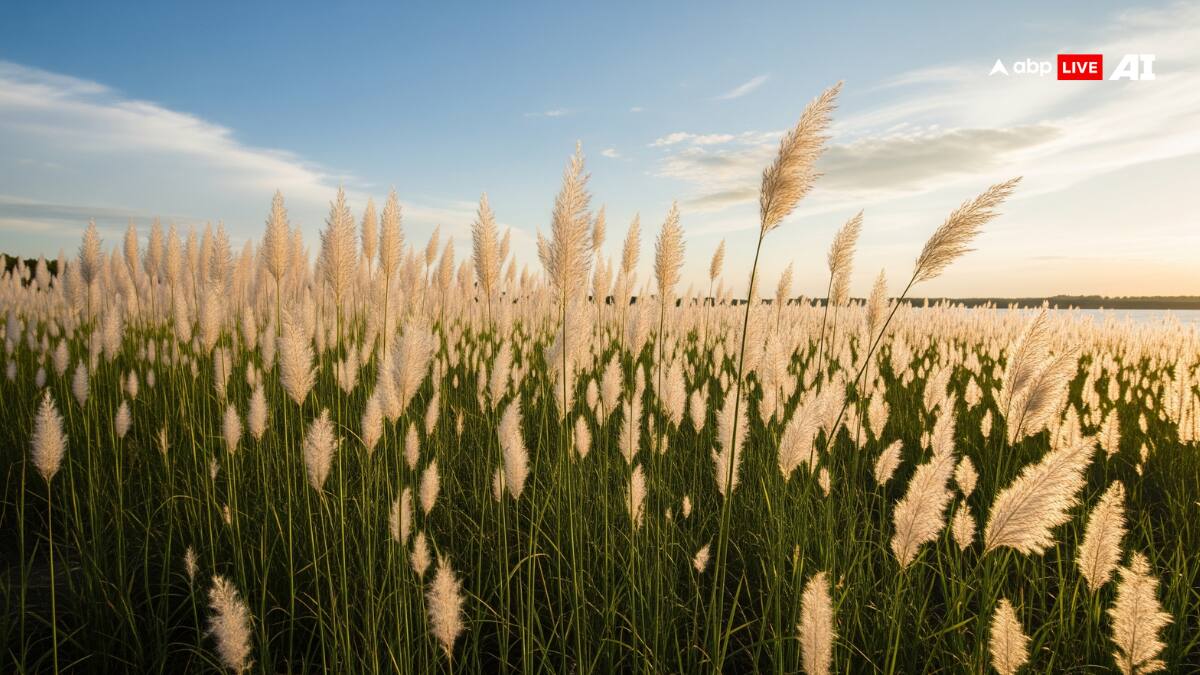 Kash Ka Phool: श्राद्ध में इस फूल का महत्व जानकर चौंक जाएंगे आप! पितृ दोष से मुक्ति का अचूक उपाय