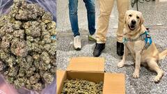 சென்னையில் ரூ.12 கோடி மதிப்புள்ள கஞ்சா கடத்தல்! காட்டிக் கொடுத்த மோப்பநாய்! அதிர்ச்சியில் அதிகாரிகள்!