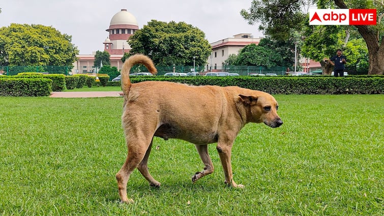 डोगेश भाइयों की जीत हुई… आवारा कुत्तों पर सुप्रीम डिसीजन से झूम गया इंटरनेट, मीम्स वायरल