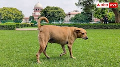 डोगेश भाइयों की जीत हुई... आवारा कुत्तों पर सुप्रीम डिसीजन से झूम गया इंटरनेट, शेयर हो रहे मजेदार मीम्स 