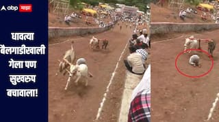 देव तारी त्याला कोण मारी! धावत्या बैलगाड्यांखाली गेला पण सुखरुप बचावाला, मुक्या प्राण्यांच्या समयसूचकतेनं वाचले युवकाचे प्राण