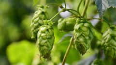 This Rare Vegetable Costs ₹85,000 Per Kilo — Here’s Why Hop Shoots Are So Expensive