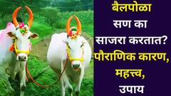 आज बैलपोळा, पिठोरी अमावस्या! का साजरा करतात? पौराणिक कारण, महत्त्व, उपाय सविस्तर जाणून घ्या