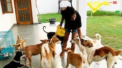 आवारा कुत्तों को लेकर सुप्रीम कोर्ट के फैसले से डॉग लवर खुश, कहा- शेल्टर होम की क्षमता है सीमित