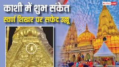 काशी विश्वनाथ मंदिर के शिखर पर दिखा सफेद उल्लू! क्या है इसका संकेत? जानें रहस्य!