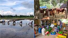 சென்னை ஐஐடி-க்கு நிலம்: ஆரோவில் வாசிகள் கொந்தளிப்பு! விவசாய நிலம் பறிபோகுமா? போராட்டம் வெடிக்குமா?