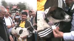 शिमला में आवारा कुत्तों के लिए GPS कॉलर और QR कोड ड्राइव, वैक्सीनेशन के साथ नसबंदी अभियान भी शुरू