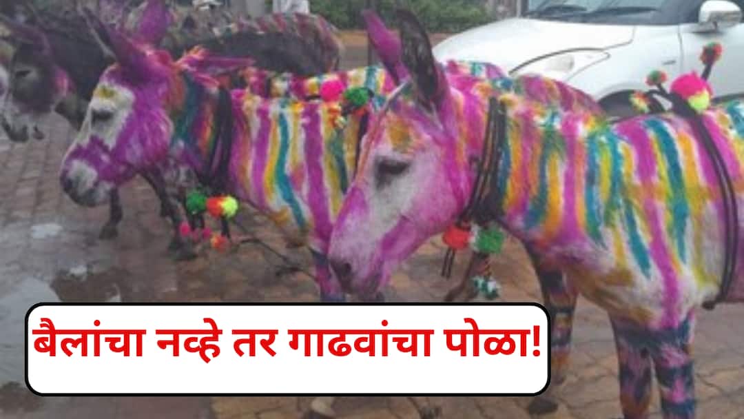 अकोल्यात गाढवांचा पोळा! नखशिखांत सजलेल्या गाढवांनी वेधली साऱ्यांची नजर, 57 वर्षांची अनोखी परंपर