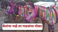 अकोल्यात गाढवांचा पोळा! नखशिखांत सजलेल्या गाढवांनी वेधली साऱ्यांची नजर, 57 वर्षांची अनोखी परंपरा नेमकी काय?