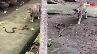 Video: आज तो बचना मुश्किल है भई! बिल्ली और सांप के बीच कालेश का वीडियो वायरल, आप भी देखें