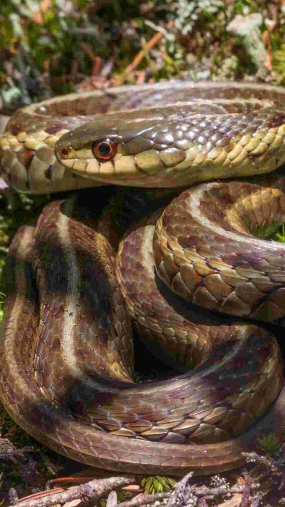 सांप काटने पर सबसे पहले क्या करें?