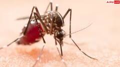 ਡੇਂਗੂ ਪੌਜ਼ੀਟਿਵ ਹੁੰਦਿਆਂ ਹੀ ਖਾਣਾ ਸ਼ੁਰੂ ਕਰ ਦਿਓ ਆਹ ਚੀਜ਼ਾਂ,  ਨਹੀਂ ਘਟਣਗੇ ਪਲੇਟਲੇਟਸ