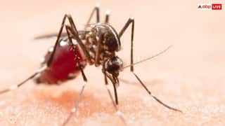 ਪੰਜਾਬ 'ਚ Dengue ਦਾ ਪ੍ਰਕੋਪ, ਪਟਿਆਲਾ ਵਿੱਚ 290 ਮਰੀਜ਼, ਸੂਬੇ ਵਿੱਚ 1616 ਲੋਕ ਸੰਕ੍ਰਮਿਤ, ਸਿਹਤ ਵਿਭਾਗ ਨੇ ਦਿੱਤੀ ਚੇਤਾਵਨੀ