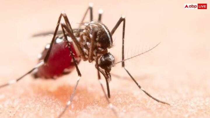 डेंगू होने पर प्लेटलेट्स कम न हों, इसके लिए डाइट में शामिल करें पपीते के पत्ते, अनार, कीवी और अन्य हेल्दी फूड्स जो तेजी से रिकवरी में मदद करेंगे.