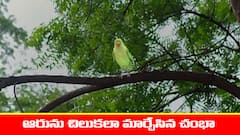 ‘నిండు నూరేళ్ల సావాసం’ సీరియల్‌: ఆరును రక్షించమన్న గుప్త – చిలుకతో బంధిస్తానన్న చంభా  