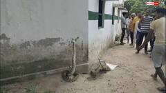 बस्ती के प्राथमिक स्कूल में 7 फीट का अजगर निकलने से मचा हड़कंप, बच्चों में दहशत
