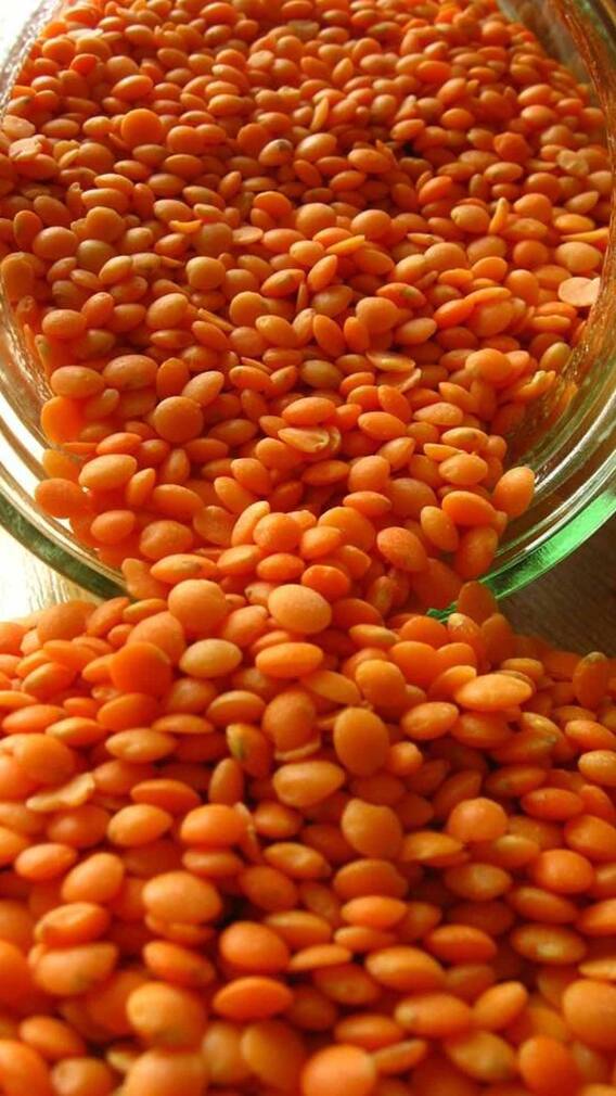 शाकाहारी आहारात प्रोटीनसाठी मसूर डाळ का आहे सर्वोत्तम पर्याय
